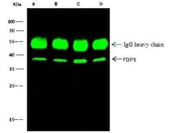 FDPS Antibody, Novus Biologicals:Antibodies:Primary Antibodies