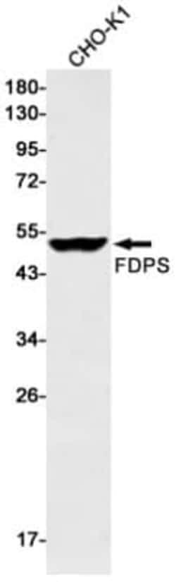 FDPS Antibody (S07-2G6), Novus Biologicals 50 &mu;g; Unconjugated:Antibodies,