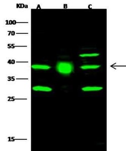 FDPS Antibody, Novus Biologicals 100 &mu;g, Unconjugated:Antibodies, Polyclonal