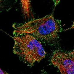 FE65 Antibody, Novus Biologicals:Antibodies:Primary Antibodies