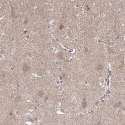 FE65 Antibody, Novus Biologicals:Antibodies:Primary Antibodies
