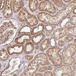 FE65 Antibody, Novus Biologicals:Antibodies:Primary Antibodies