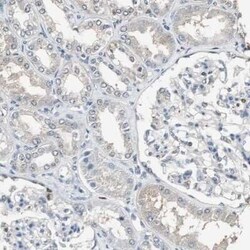 FEN-1 Antibody, Novus Biologicals:Antibodies:Primary Antibodies