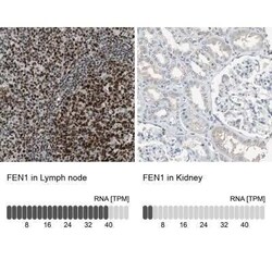 FEN-1 Antibody, Novus Biologicals:Antibodies:Primary Antibodies