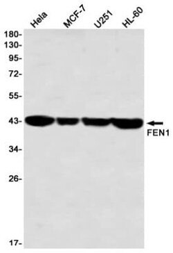 FEN-1 Antibody (S01-3I5), Novus Biologicals 50 &mu;g; Unconjugated:Antibodies,