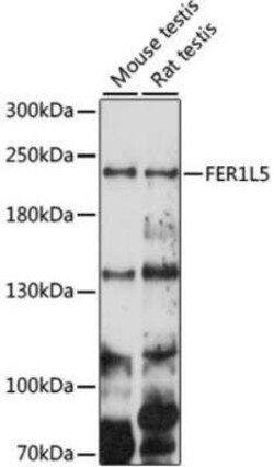 FER1L5 Antibody - Azide and BSA Free, Novus Biologicals:Antibodies:Primary