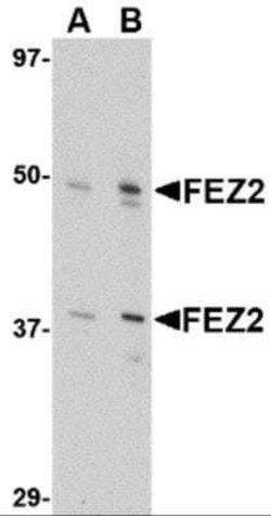 FEZ2 Antibody - BSA Free, Novus Biologicals 0.1 mg; Unconjugated:Antibodies,