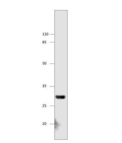 FFAR1/GPR40 Antibody, Novus Biologicals 100 &mu;g | Buy Online | Bio-Techne | Fisher Scientific