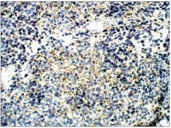 FFAR2/GPR43 Antibody, Novus Biologicals 100 &mu;g | Buy Online | Novus Biologicals | Fisher Scientific