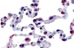 FFAR2/GPR43 Antibody - BSA Free, Novus Biologicals 0.05 mL | Buy Online | Novus Biologicals | Fisher Scientific