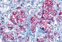 FFAR2/GPR43 Antibody - BSA Free, Novus Biologicals 0.05 mL | Buy Online | Novus Biologicals | Fisher Scientific