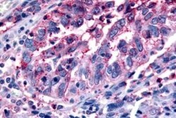 FFAR2/GPR43 Antibody - BSA Free, Novus Biologicals 0.05 mL | Buy Online | Novus Biologicals | Fisher Scientific