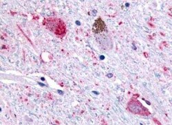 FFAR2/GPR43 Antibody - BSA Free, Novus Biologicals 0.05 mL | Buy Online | Novus Biologicals | Fisher Scientific