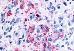 FFAR2/GPR43 Antibody - BSA Free, Novus Biologicals 0.05 mL | Buy Online | Novus Biologicals | Fisher Scientific