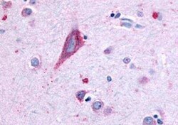 FFAR2/GPR43 Antibody - BSA Free, Novus Biologicals 0.05 mL | Buy Online | Novus Biologicals | Fisher Scientific