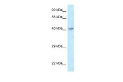 FFAR4/GPR120 Rabbit anti-Human, Polyclonal, Novus Biologicals 0.1ml; Unconjugated:Antibodies,