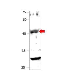FFAR4/GPR120 Antibody, Novus Biologicals 100 &mu;g; Unconjugated:Antibodies,