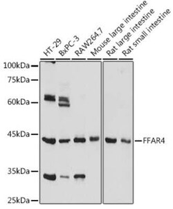 FFAR4/GPR120 Rabbit anti-Human, Mouse, Rat, Polyclonal, Novus Biologicals