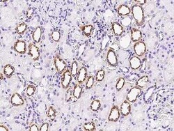 FGD2 Antibody, Novus Biologicals 100 &mu;g; Unconjugated:Antibodies, Polyclonal