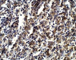 FGD3 Antibody, Novus Biologicals 100 &mu;g | Buy Online | Novus Biologicals | Fisher Scientific