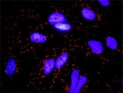 FGF-10 Antibody (3C7), Novus Biologicals 0.1 mg | Buy Online | Novus Biologicals | Fisher Scientific