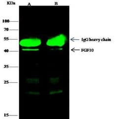 FGF-10 Antibody, Novus Biologicals 50 &mu;g, Unconjugated:Antibodies, Polyclonal