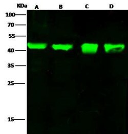 FGF-10 Antibody, Novus Biologicals 50 &mu;g, Unconjugated:Antibodies, Polyclonal