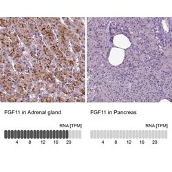 FGF-11 Antibody, Novus Biologicals 25ul; Unconjugated:Antibodies, Polyclonal