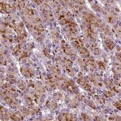 FGF-11 Antibody, Novus Biologicals 25ul; Unconjugated:Antibodies, Polyclonal