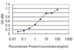 FGF-12 Antibody (1D9), Novus Biologicals 0.1 mg, Unconjugated:Antibodies,