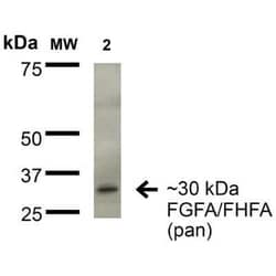 FGF-13 Antibody (S235-22) - Pan Specific, Novus Biologicals:Antibodies:Primary