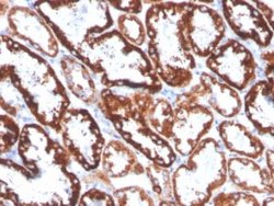 FGF-23 Antibody (FGF23/4168) - Azide and BSA Free, Novus Biologicals 100