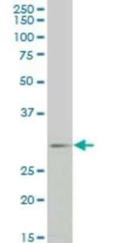 FGF-8 Antibody (2A10), Novus Biologicals 0.1 mg | Buy Online | Novus Biologicals | Fisher Scientific