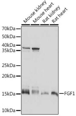 FGF acidic/FGF1 Rabbit anti-Human, Mouse, Rat, Clone: 3X3E5, Novus Biologicals