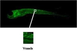 FGF acidic/FGF1 Antibody (V8P1G5 F2) - BSA Free, Novus Biologicals 0.025