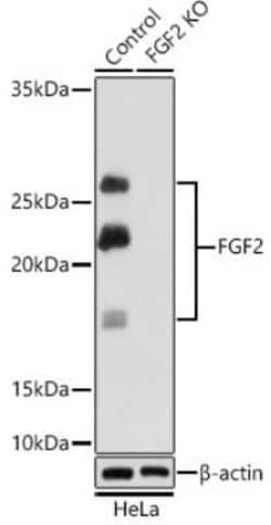 FGF basic/FGF2/bFGF Rabbit anti-Human, Mouse, Rat, Clone: 8W6M5, Novus Biologicals 100 &mu;g | Buy Online | Novus Biologicals | Fisher Scientific