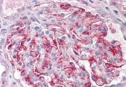 FGF18 Antibody, Novus Biologicals 50 &mu;g; Unconjugated:Antibodies, Polyclonal