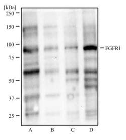 FGFR1 Antibody (M19B2) - Azide and BSA Free, Novus Biologicals 0.1 mL;