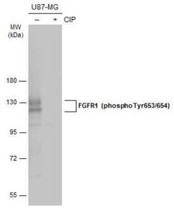 FGFR1, p Tyr653, p Tyr654 Antibody, Novus Biologicals 100 &mu;g; Unconjugated:Antibodies,