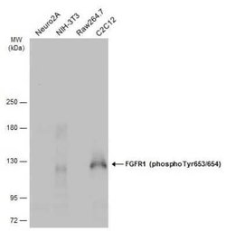 FGFR1, p Tyr653, p Tyr654 Antibody, Novus Biologicals 100 &mu;g; Unconjugated:Antibodies,