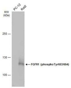 FGFR1, p Tyr653, p Tyr654 Antibody, Novus Biologicals 100 &mu;g; Unconjugated:Antibodies,