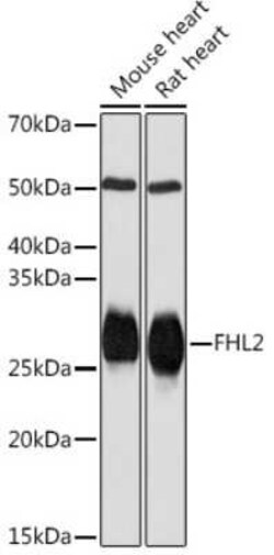 FHL2 Rabbit anti-Human, Mouse, Rat, Clone: 0K9C7, Novus Biologicals 100