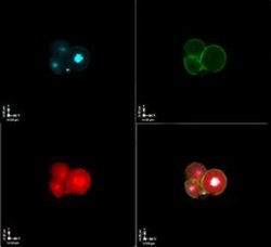 FIGLA Antibody, Novus Biologicals 100&mu;L:Antibodies, Polyclonal