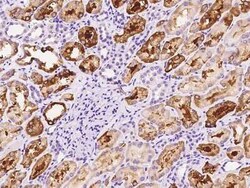 FIGNL1 Antibody, Novus Biologicals 100 &mu;g, Unconjugated:Antibodies,