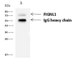 FIGNL1 Antibody, Novus Biologicals 100 &mu;g, Unconjugated:Antibodies,