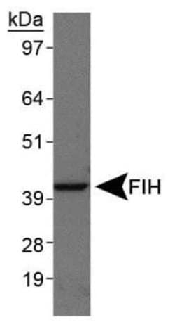 FIH-1/HIF-1AN Antibody (162c) - Azide and BSA Free, Novus Biologicals 0.1