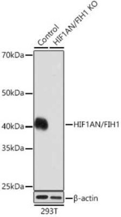 FIH-1/HIF-1AN Rabbit anti-Human, Clone: 9R7V4, Novus Biologicals 20 &mu;g;