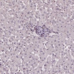 FIH-1/HIF-1AN Antibody, Novus Biologicals:Antibodies:Primary Antibodies