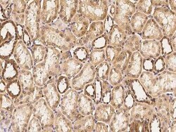 FIH-1/HIF-1AN Antibody, Novus Biologicals 100 &mu;g | Buy Online | Novus Biologicals | Fisher Scientific