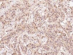 FIH-1/HIF-1AN Antibody, Novus Biologicals 100 &mu;g; Unconjugated:Antibodies,